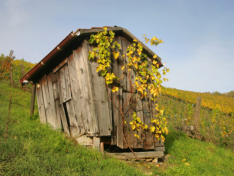 Vom Weinbau geprägte Kulturlandschaft am Altenberg Vom Weinbau geprägte Kulturlandschaft am Altenberg